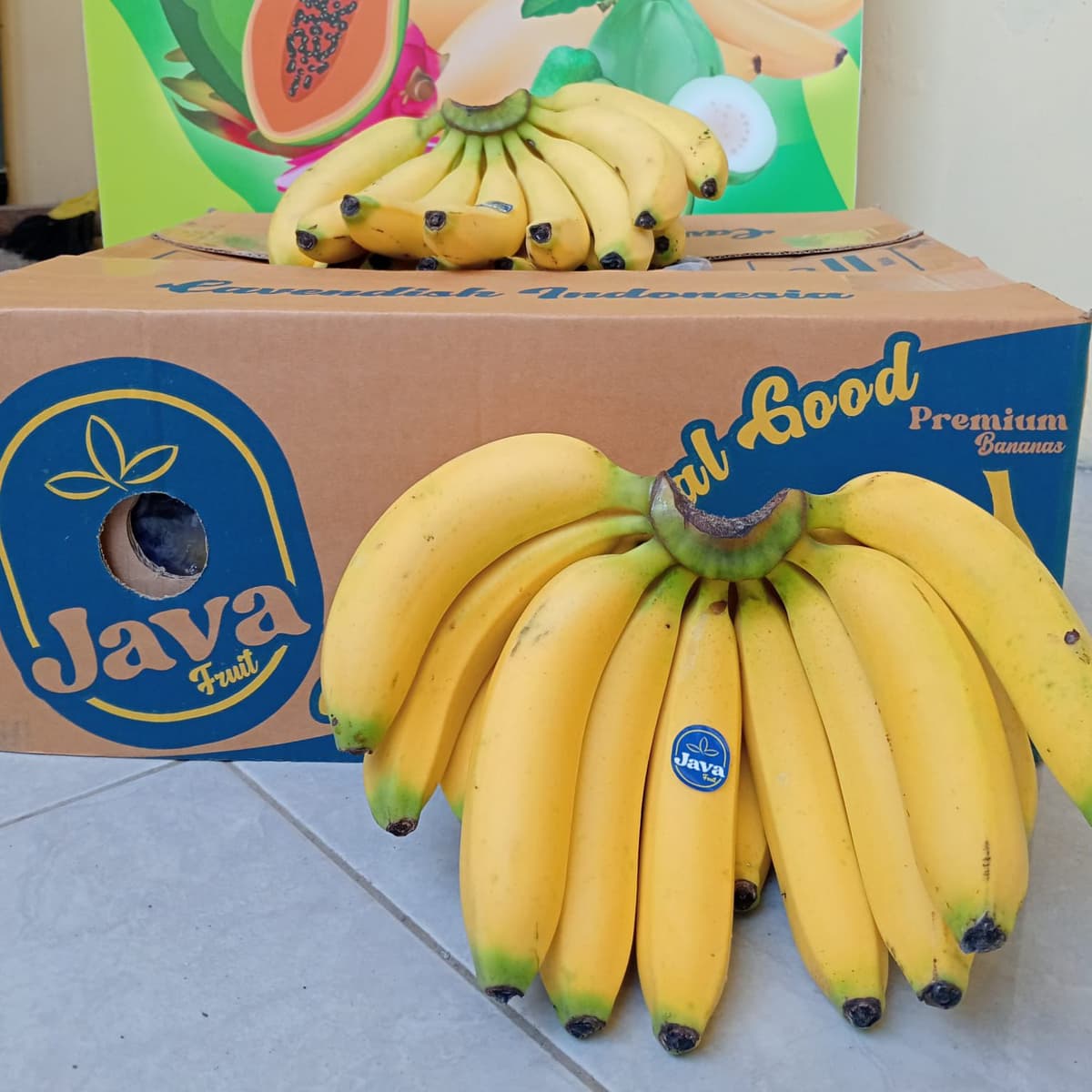 Sisir pisang Cavendish Java Fruit segar siap distribusi