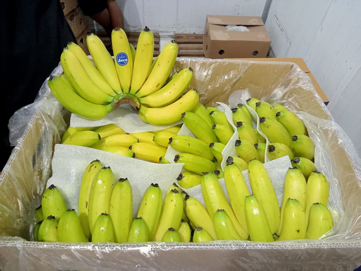 Pisang Mas Kirana Java Fruit hasil panen petani mitra Lumajang