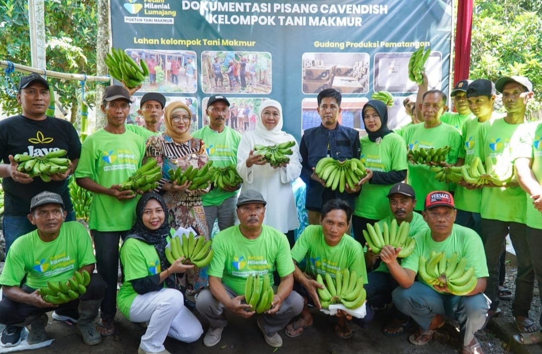 Dokumentasi pisang Cavendish kelompok tani Makmur bersama Gubernur Jawa Timur di Lumajang