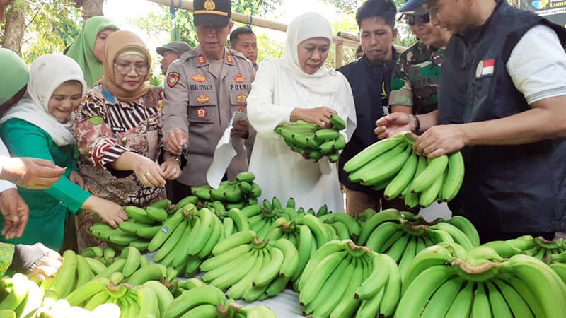 Kualitas Terjamin dari Kebun ke Konsumen